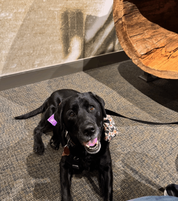 Dog Friendly Pennsylvania