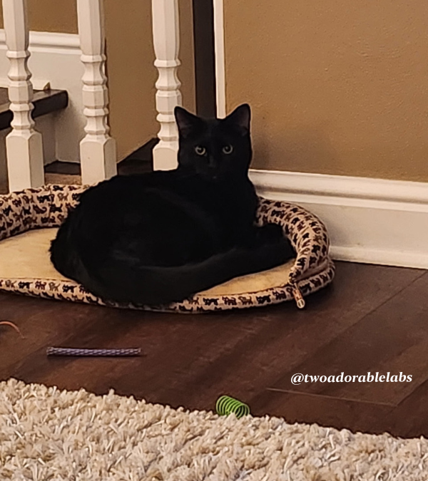 Dental Hygiene For Your Cat