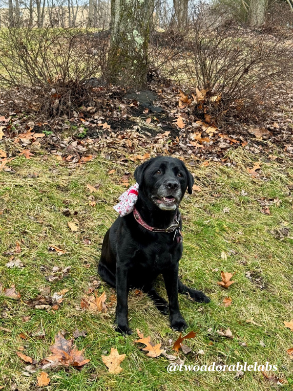 5 Different Dog Cuddling Styles and What They Mean | www.twoadorablelabs.com