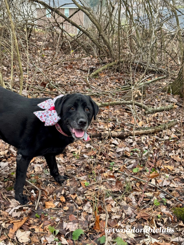 5 Different Dog Cuddling Styles and What They Mean | www.twoadorablelabs.com