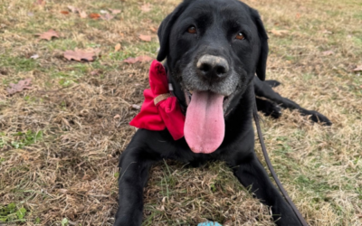 5 Different Dog Cuddling Styles and What They Mean