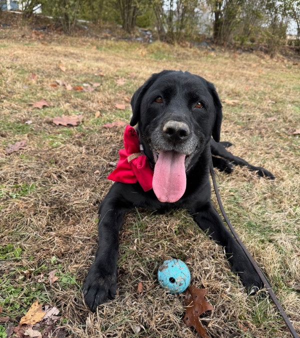 5 Different Dog Cuddling Styles and What They Mean