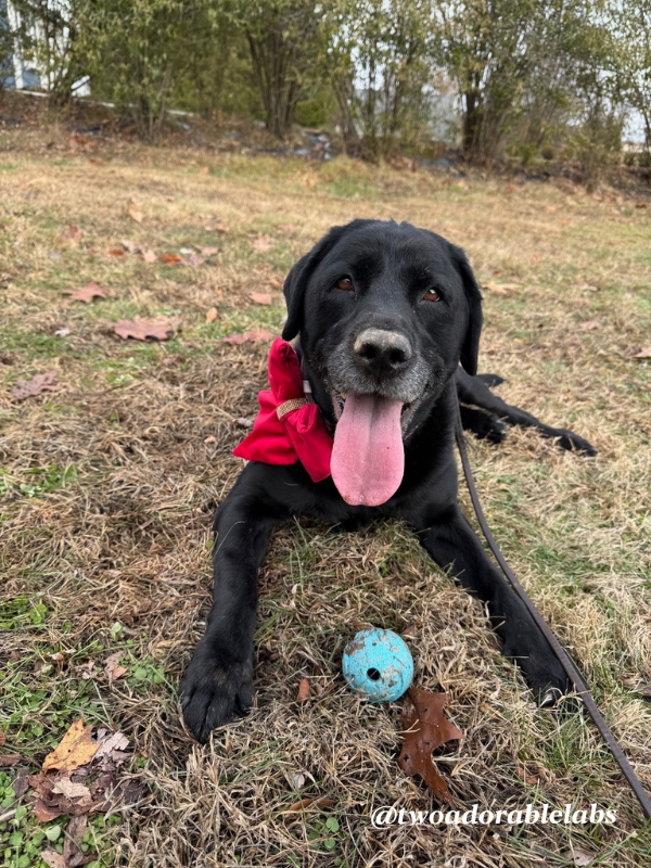 5 Different Dog Cuddling Styles and What They Mean | www.twoadorablelabs.com