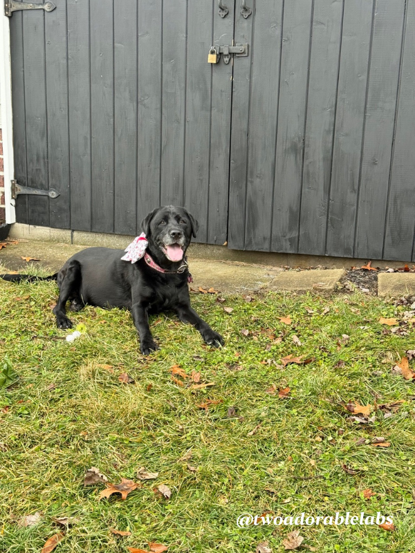 5 Different Dog Cuddling Styles and What They Mean | www.twoadorablelabs.com