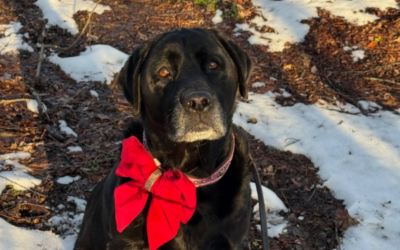 What Your “Hello” To Random Dogs Quietly Reveals About You