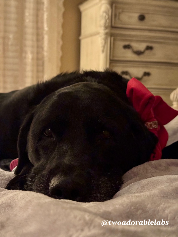 5 Different Dog Cuddling Styles and What They Mean | www.twoadorablelabs.com