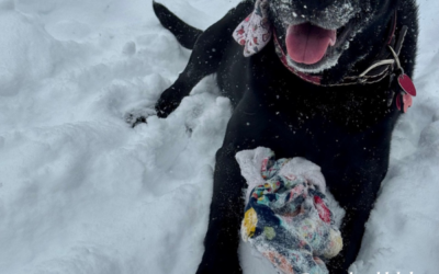 What Are The Health Hazards Of Walking A Dog During Winter?