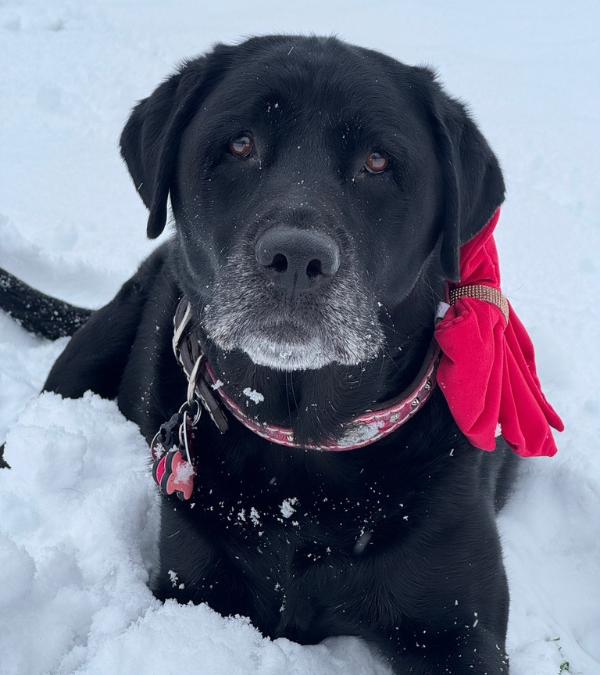 30 Tips And Statements On What Pup Parents Wish They Knew Before Getting A Dog