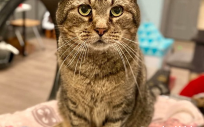 What Does Guaranteed Analysis On Pet Food Labels Mean?