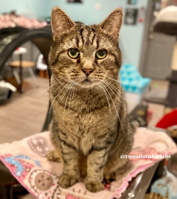 What Does Guaranteed Analysis On Pet Food Labels Mean?