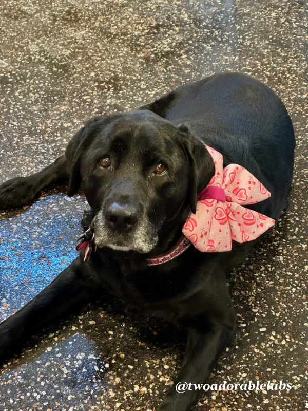 Bows and hearts tablescape | www.twoadorablelabs.com