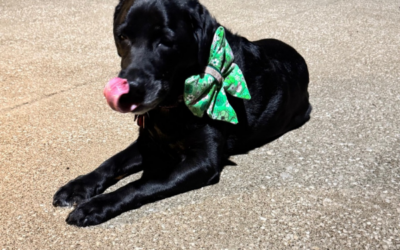 Can Dogs See In The Dark?