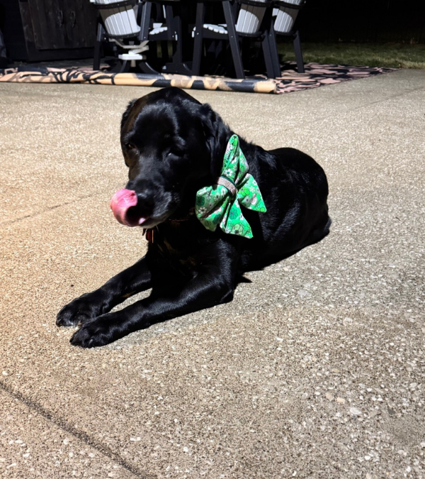 Can Dogs See In The Dark?