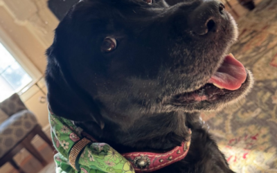 Maggie’s Nystagmus And Osteoarthritis