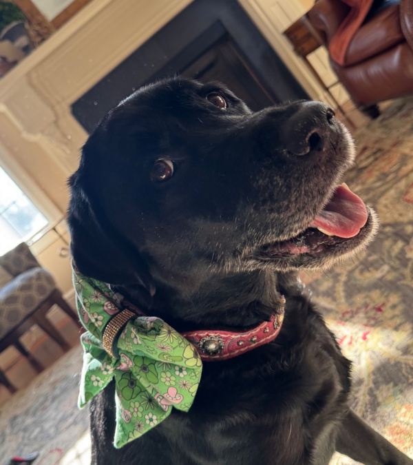 Maggie’s Nystagmus And Osteoarthritis