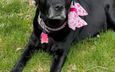 20 Fascinating Dog Facts