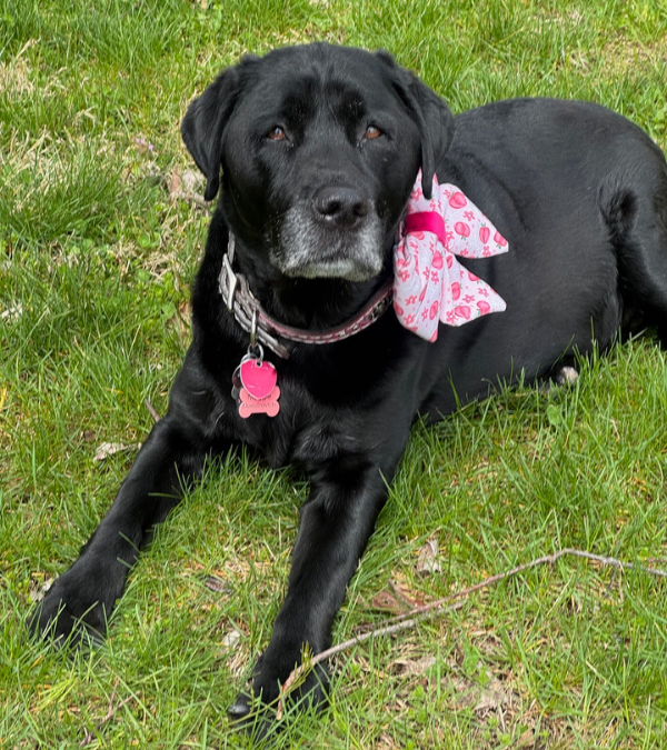 20 Fascinating Dog Facts